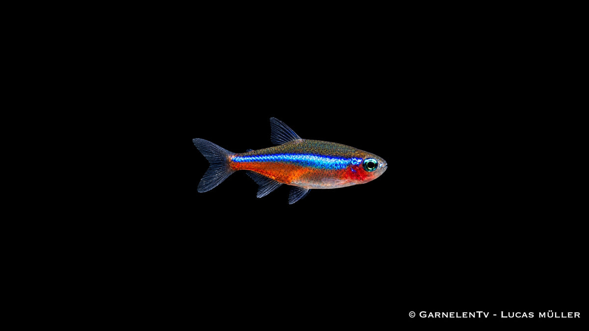 Blauer Neon - Paracheirodon simulans
