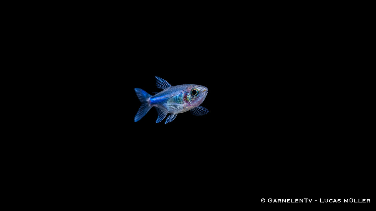 Blauer Perusalmler - Knodus borki