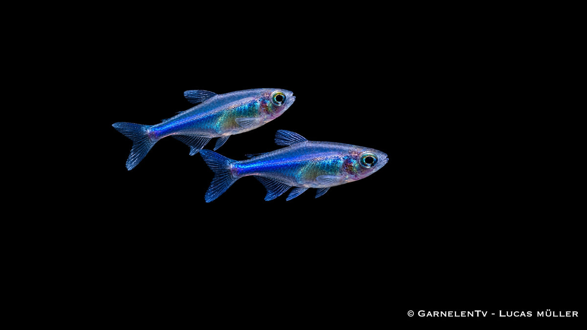 Blauer Perusalmler - Knodus borki