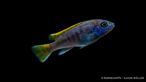 Blauer Gelbflossen-Maulbrüter – Pseudotropheus sp. Acei im Aquarium