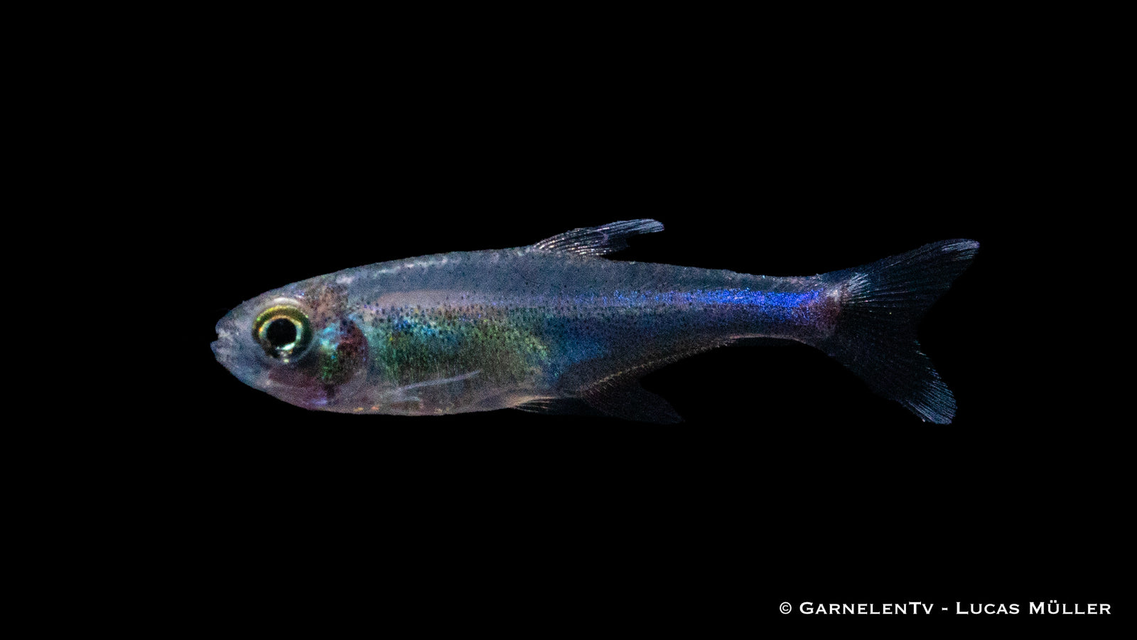 Blauer Perusalmler (Knodus borki) in Aquarium