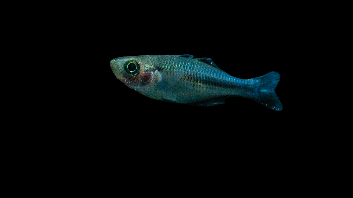 Blauer Regenbogenfisch Melanotaenia lacustris