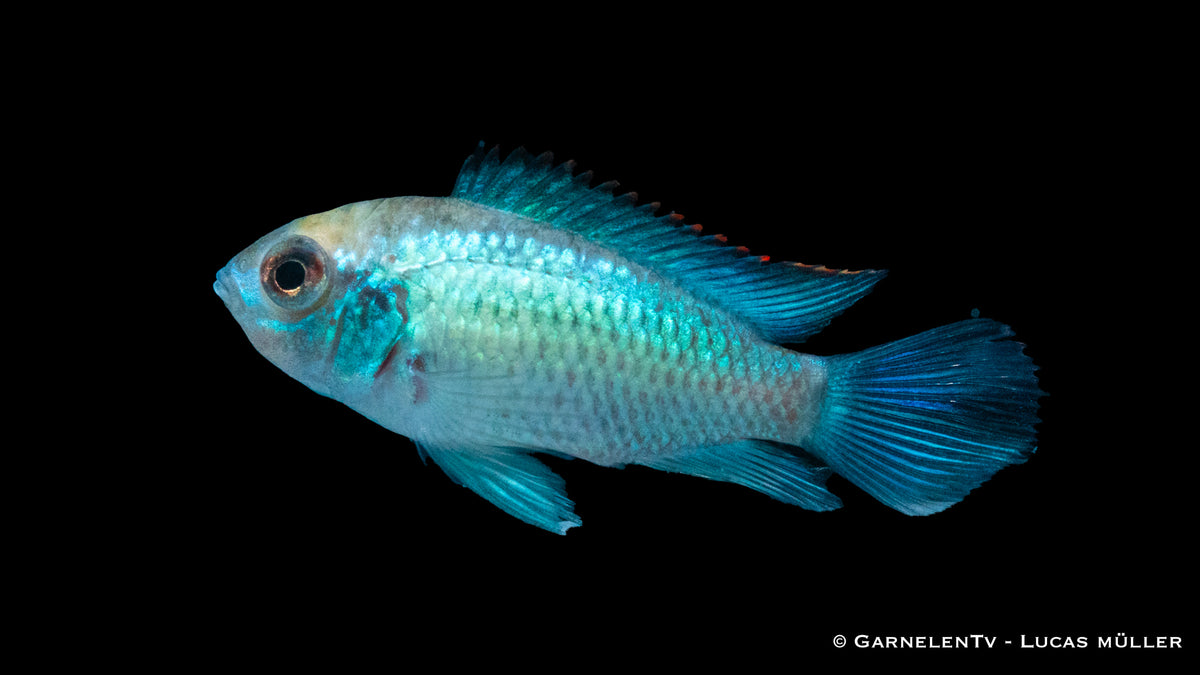 Aequidens pulcher im Aquarium mit leuchtenden Punkten