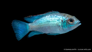 Nahaufnahme des Blaupunktbarsches Neon Blau
