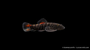 Bloody Mary Flossensauger - Gastromyzon sp. "Bloody Mary"