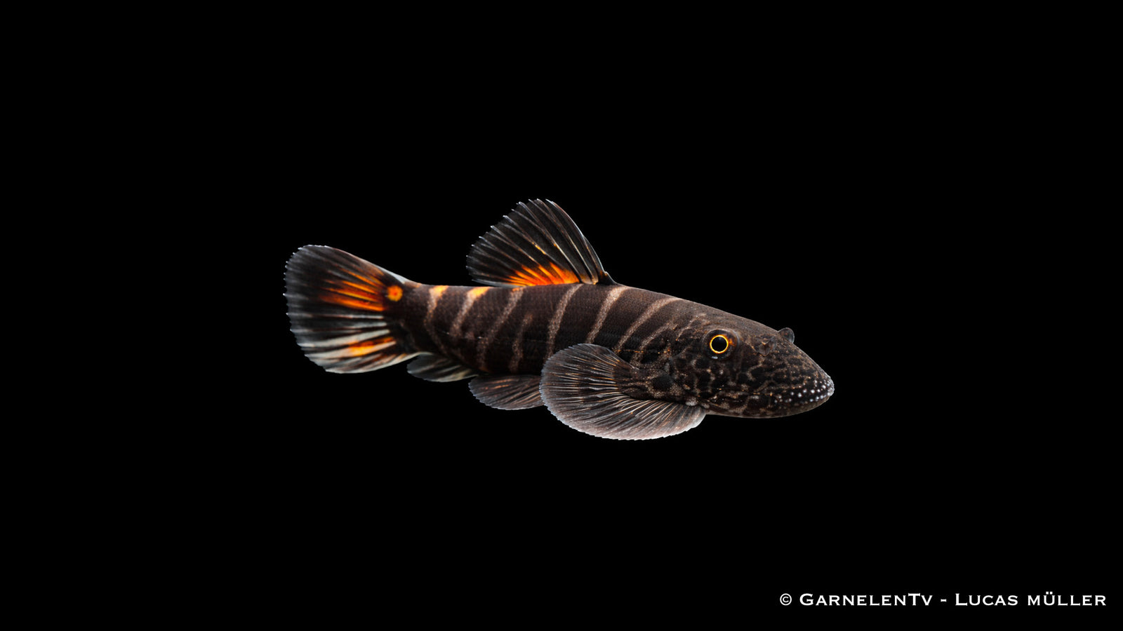 Bloody Mary Flossensauger - Gastromyzon sp. "Bloody Mary"