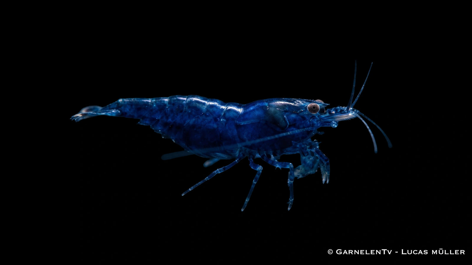 Blue Diamond Zwerggarnele - Neocaridina davidi
