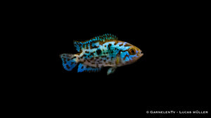 Nahaufnahme eines Blue Dempsey Fisches