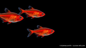 Blutsalmler - Hyphessobrycon callistus Gruppe als Schwarm in einem Aquarium