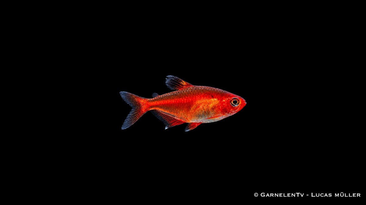 Blutsalmler - Hyphessobrycon callistus im Aquarium