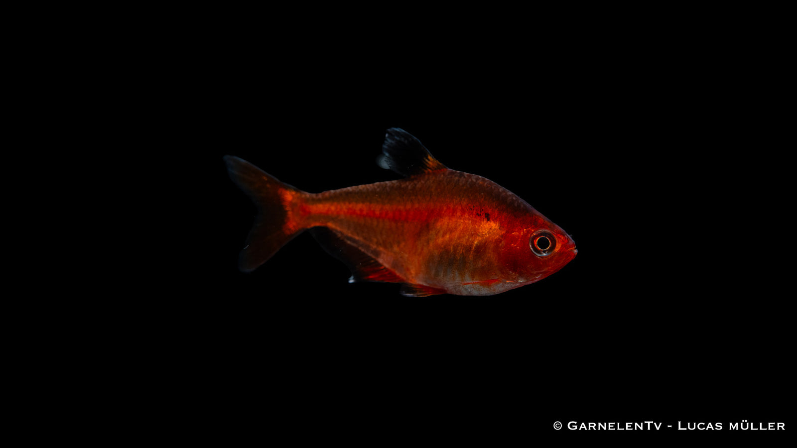 Blutsalmler Portait