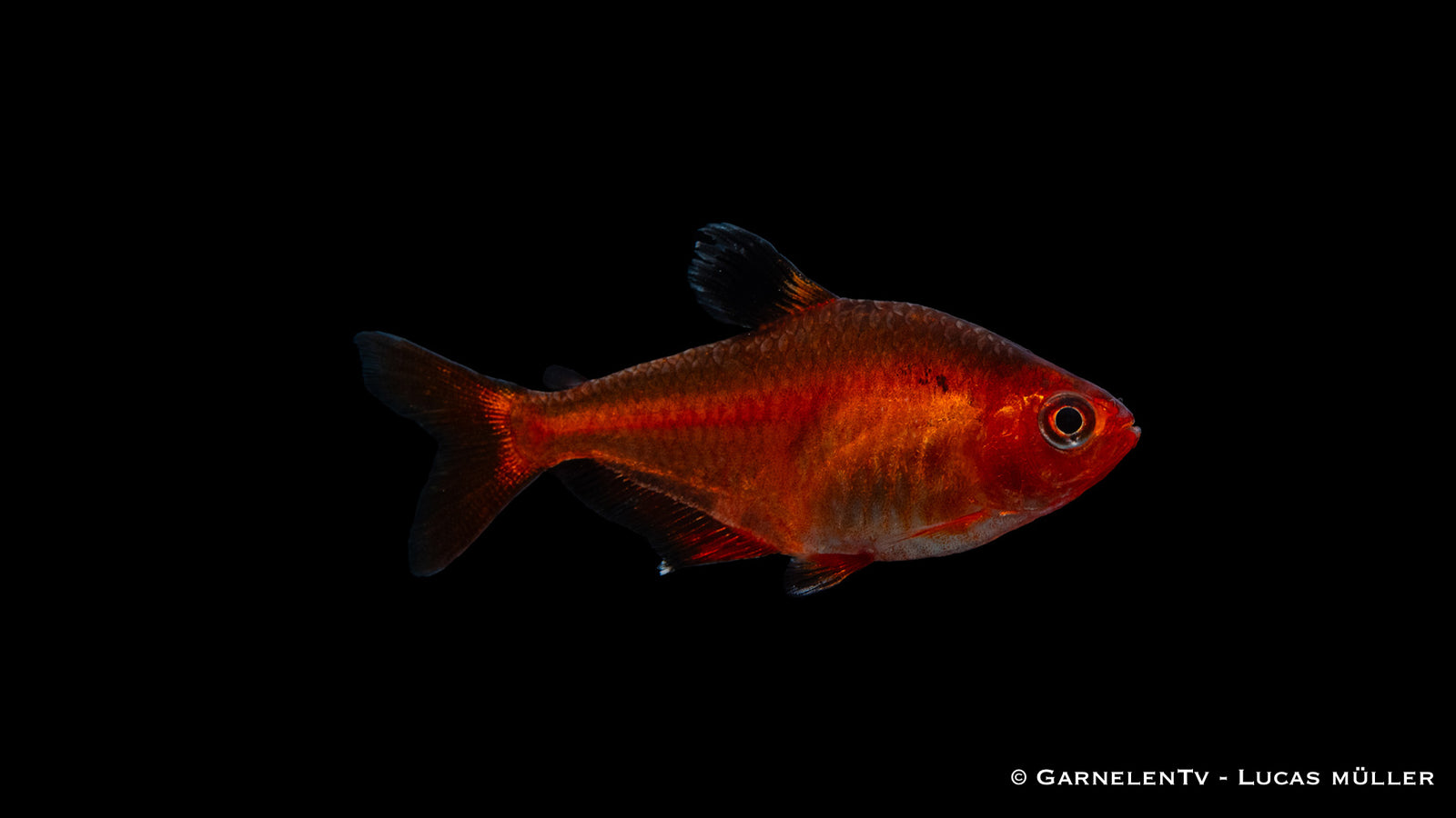 Blutsalmler Portait