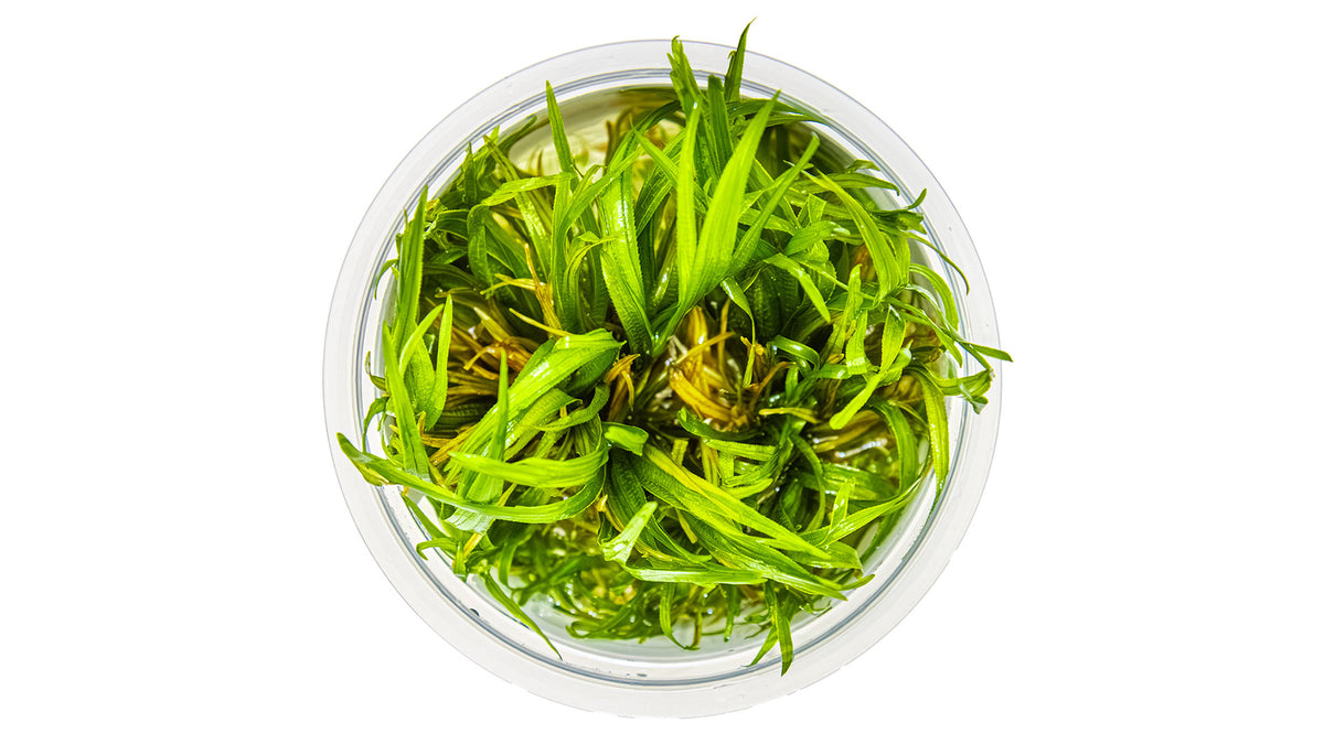 Blyxa japonica - Japanisches Blyxenkraut von oben