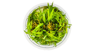 Blyxa japonica - Japanisches Blyxenkraut von oben