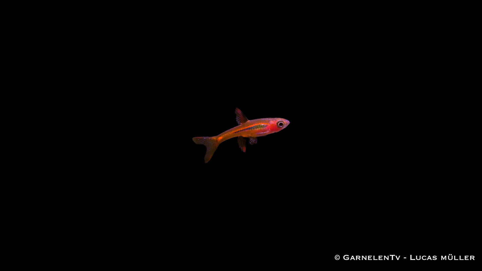 Mosquitorasbora (Boraras brigittae) im Aquarium