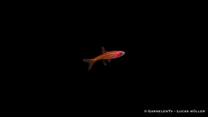 Boraras brigittae in einem Nano-Aquarium
