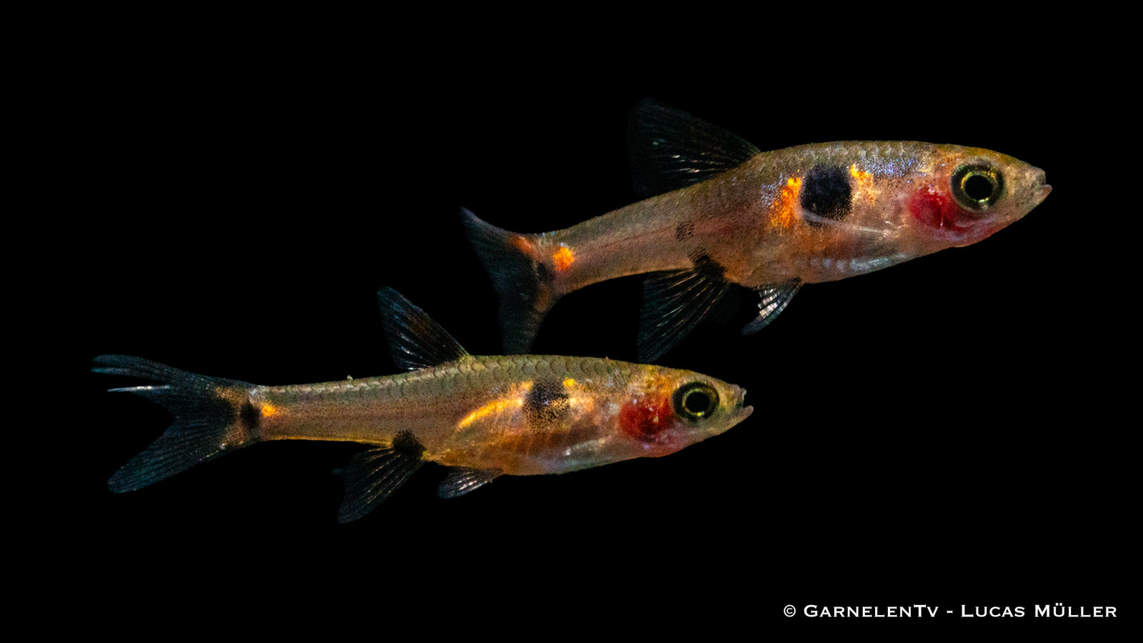 Zwergbärbling Boraras maculatus in Aquarium