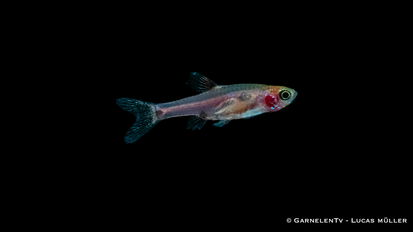 Goldfleck-Zwergbärbling swimming in a freshwater aquarium
