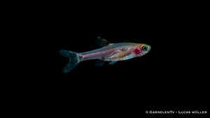 Boraras merah close-up showing golden spots