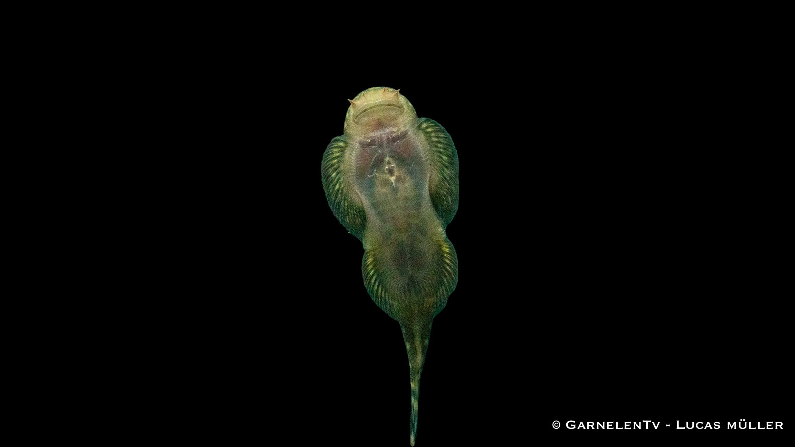 Borneo Flossensauger Pseudogastromyzon myersi im Aquarium
