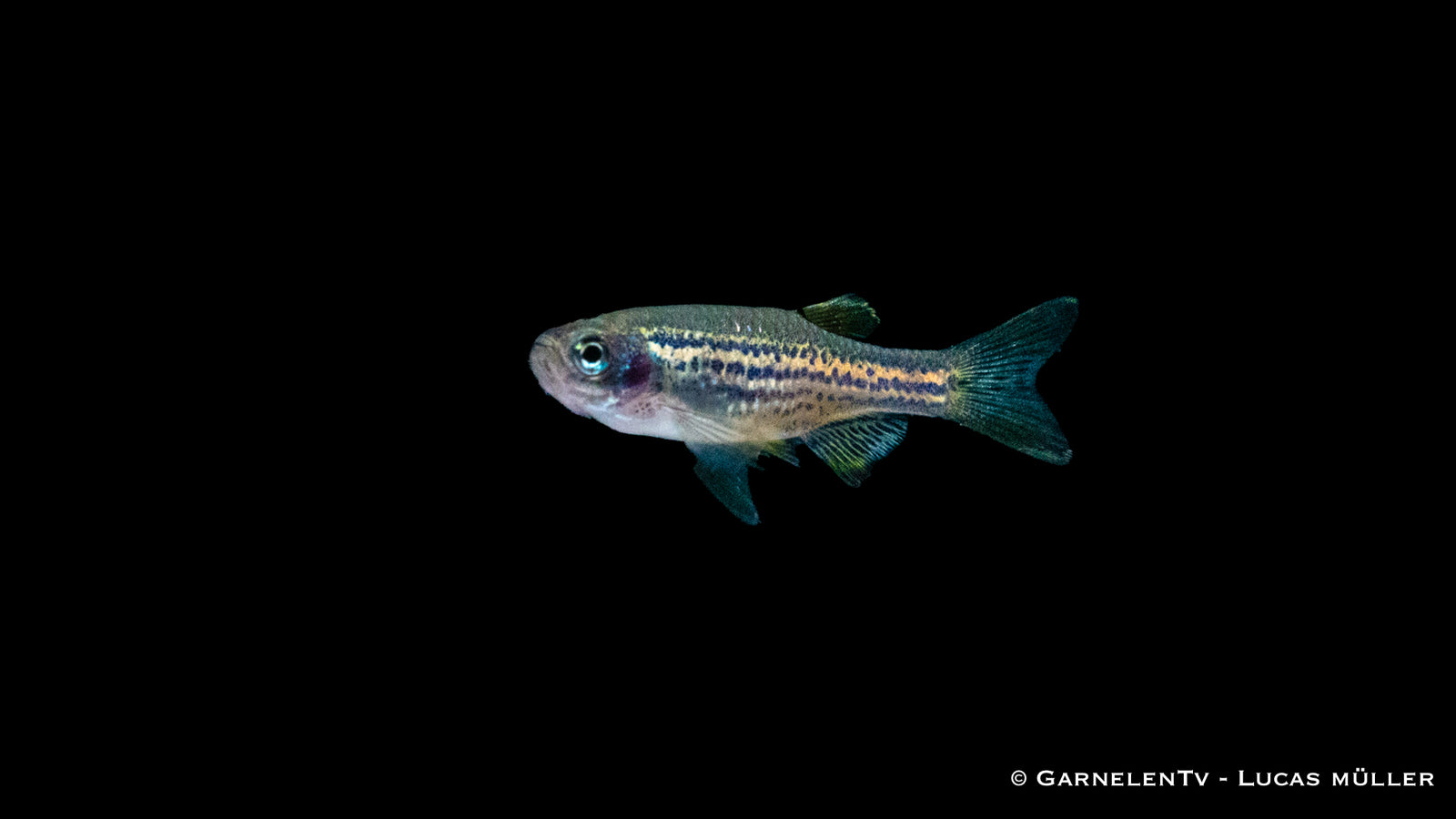Leopardbärbling (Danio rerio) im Aquarium