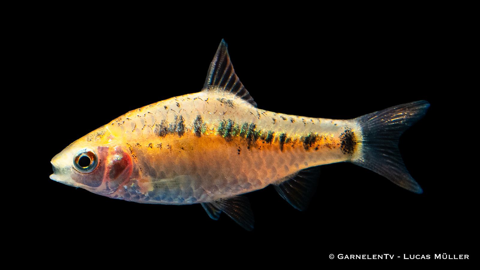 Brokatbarbe (Barbodes semifasciolatus) im Aquarium