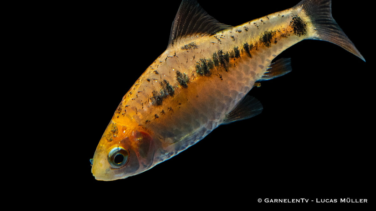 Brokatbarbe XL Schwarmfisch für Aquariengemeinschaften