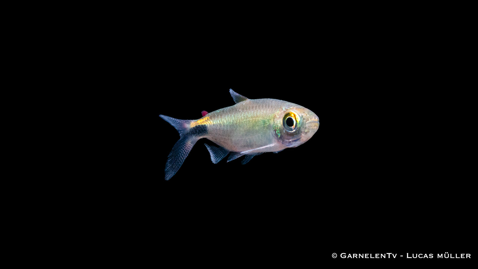 Langflossensalmler fish swimming in an aquarium