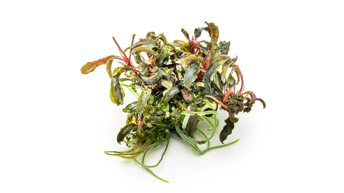 Bucephalandra 'Kedagang' von der Seite