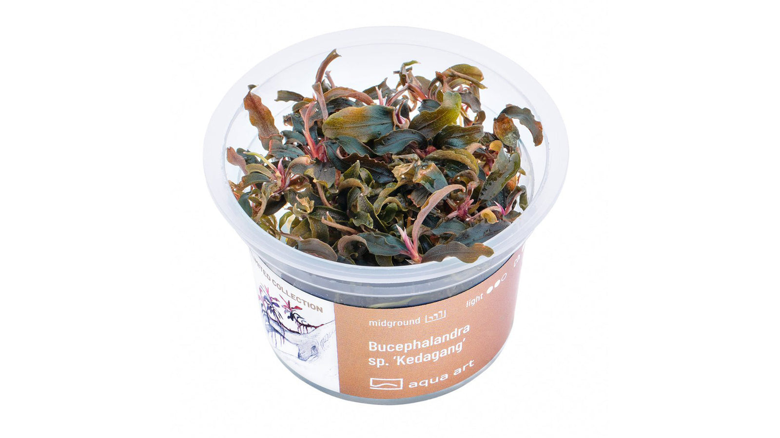 Bucephalandra sp. ’Kedagang’ - InVitro