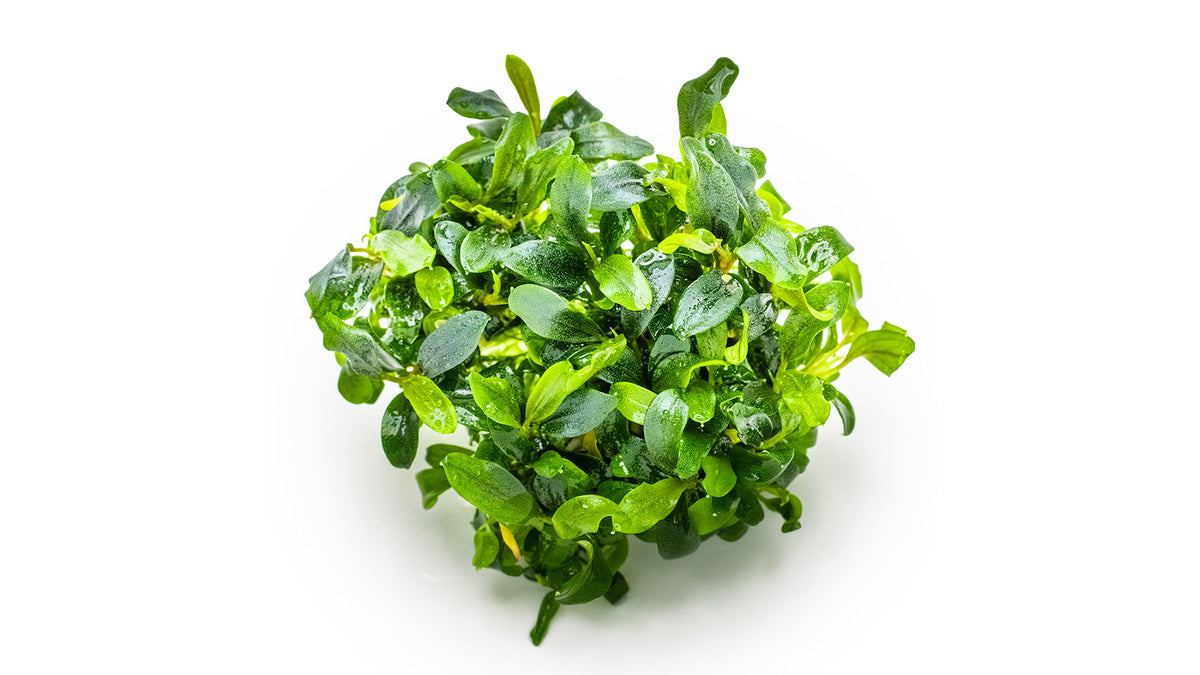 Bucephalandra sp. 'Needle Leaf' ohne Invitro Becher