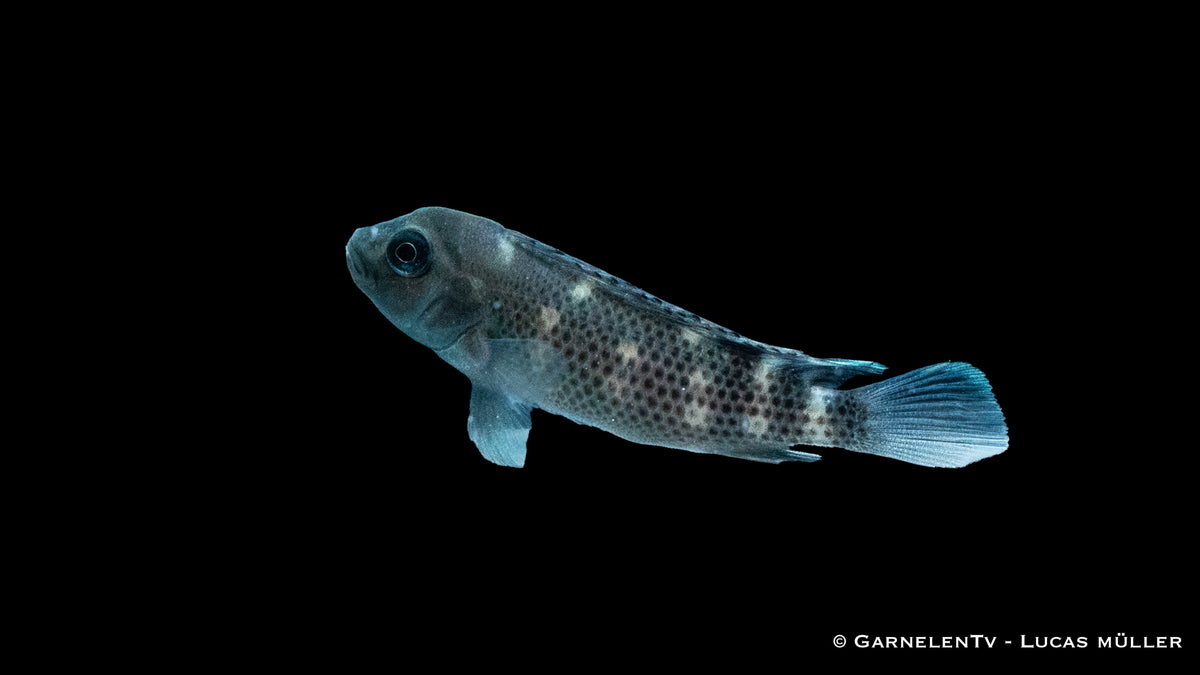 Buckelkopfcichlide - Steatocranus casuarius (DNZ)