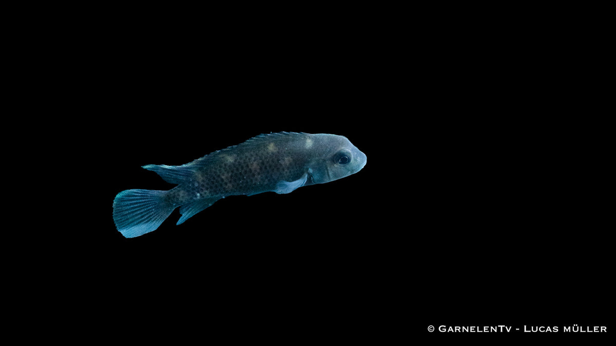 Buckelkopfcichlide - Steatocranus casuarius (DNZ)