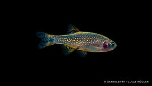 Bunte Perlhuhnbärblinge in einem Aquarienbecken