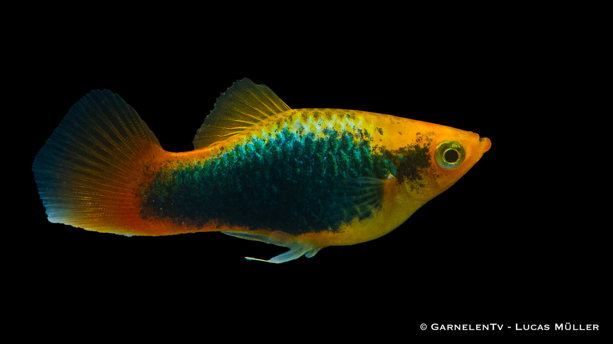 Bunter Hawaii Platy schwimmt durch Aquarienpflanzen