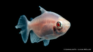Bunter Kongosalmler Albino in friedlicher Aquariengemeinschaft