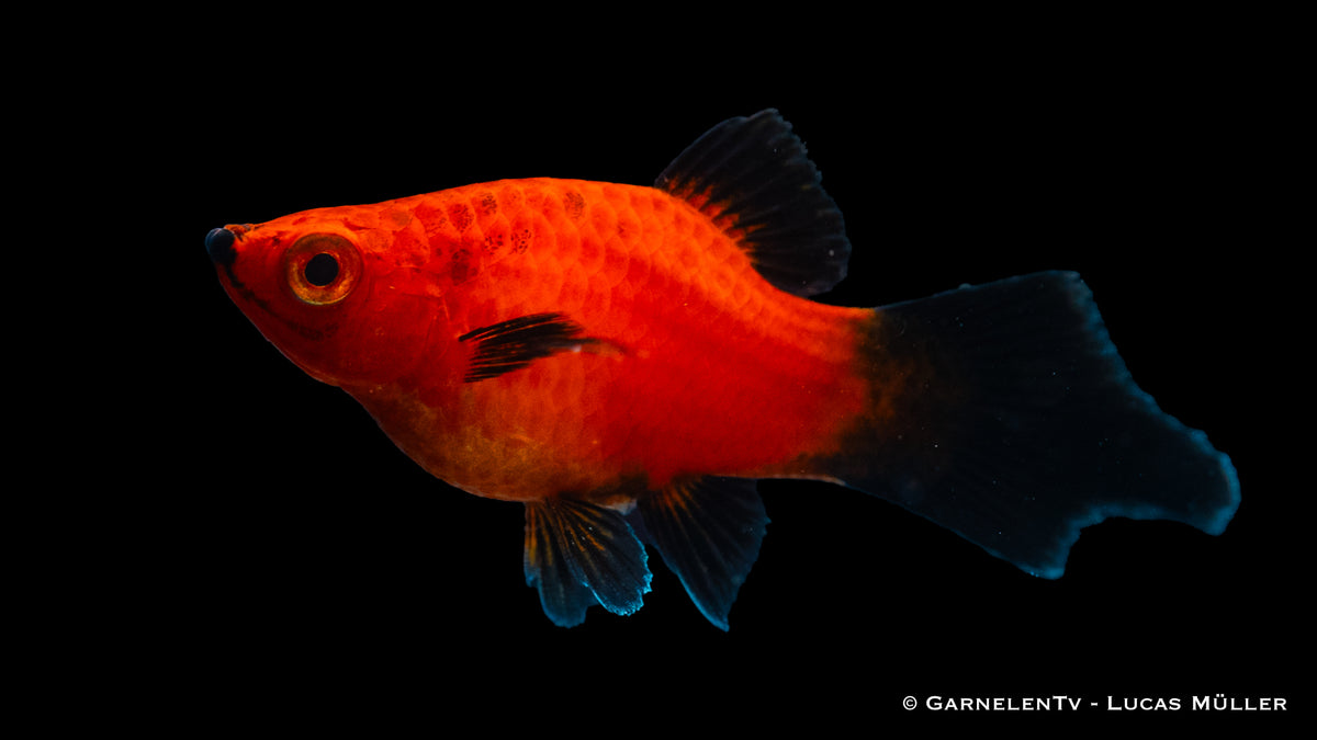 Bunter Platy rot Wagtail Zierfisch in einem Aquarienbecken