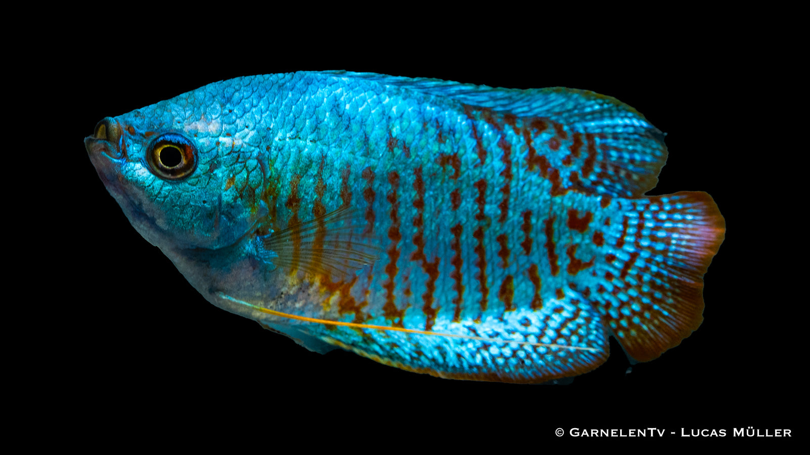 Zwergfadenfisch Neon Colisa lalia im Aquarium
