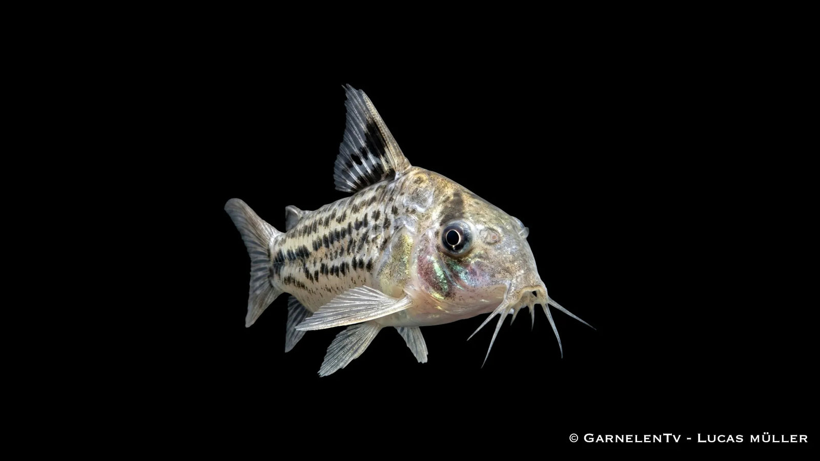 C3 Panzerwels XL Hoplisoma spec. C3 mit kräftigem Körperbau und typischer Panzerwels Zeichnung im Aquarium