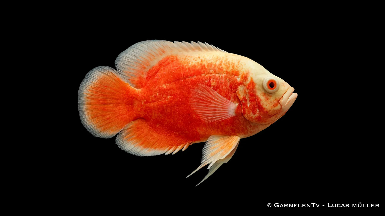 Chilli Oskar Astronotus ocellatus mit intensiver rot oranger Färbung und kräftigem Körperbau im Aquarium