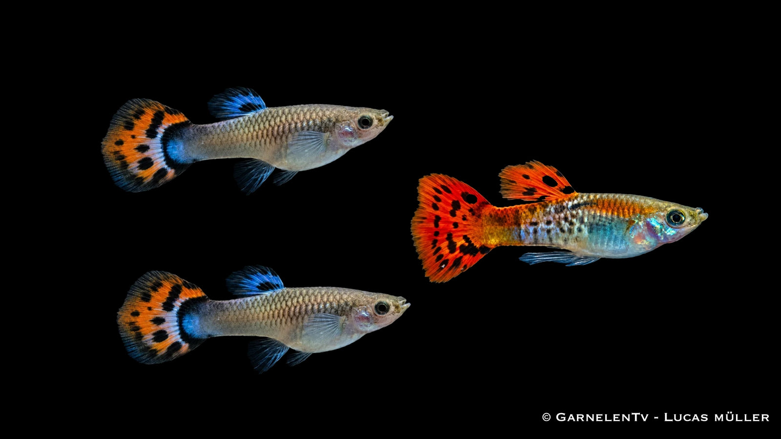 Guppy Cobra Red Trio - 1 Männchen + 2 Weibchen - Poecilia reticulata