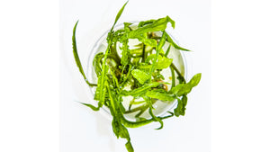 Cryptocoryne crispatula von oben
