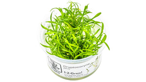 Cryptocoryne parva