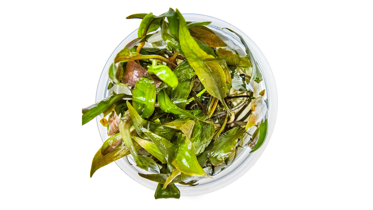 Cryptocoryne undulata 'Broad Leaf' von oben