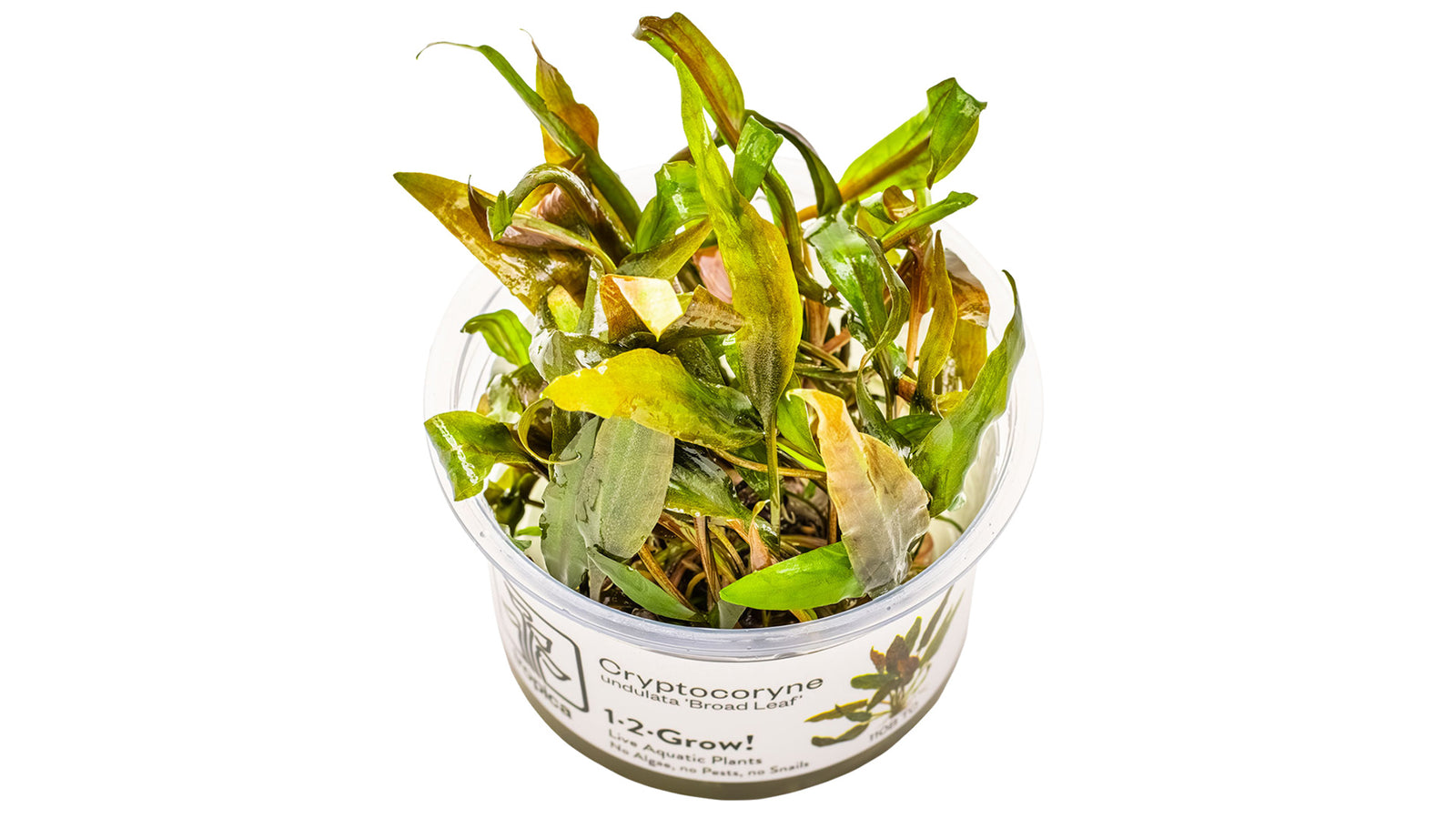 Cryptocoryne undulata 'Broad Leaf' InVitro