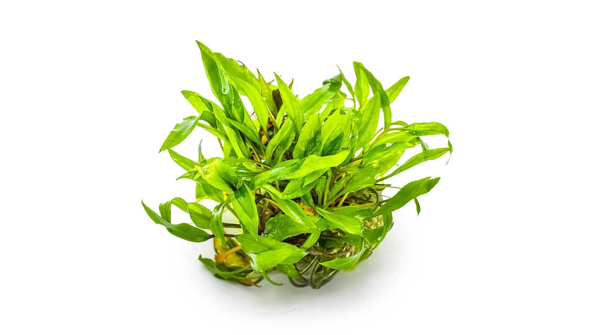 Cryptocoryne wendtii 'Green'