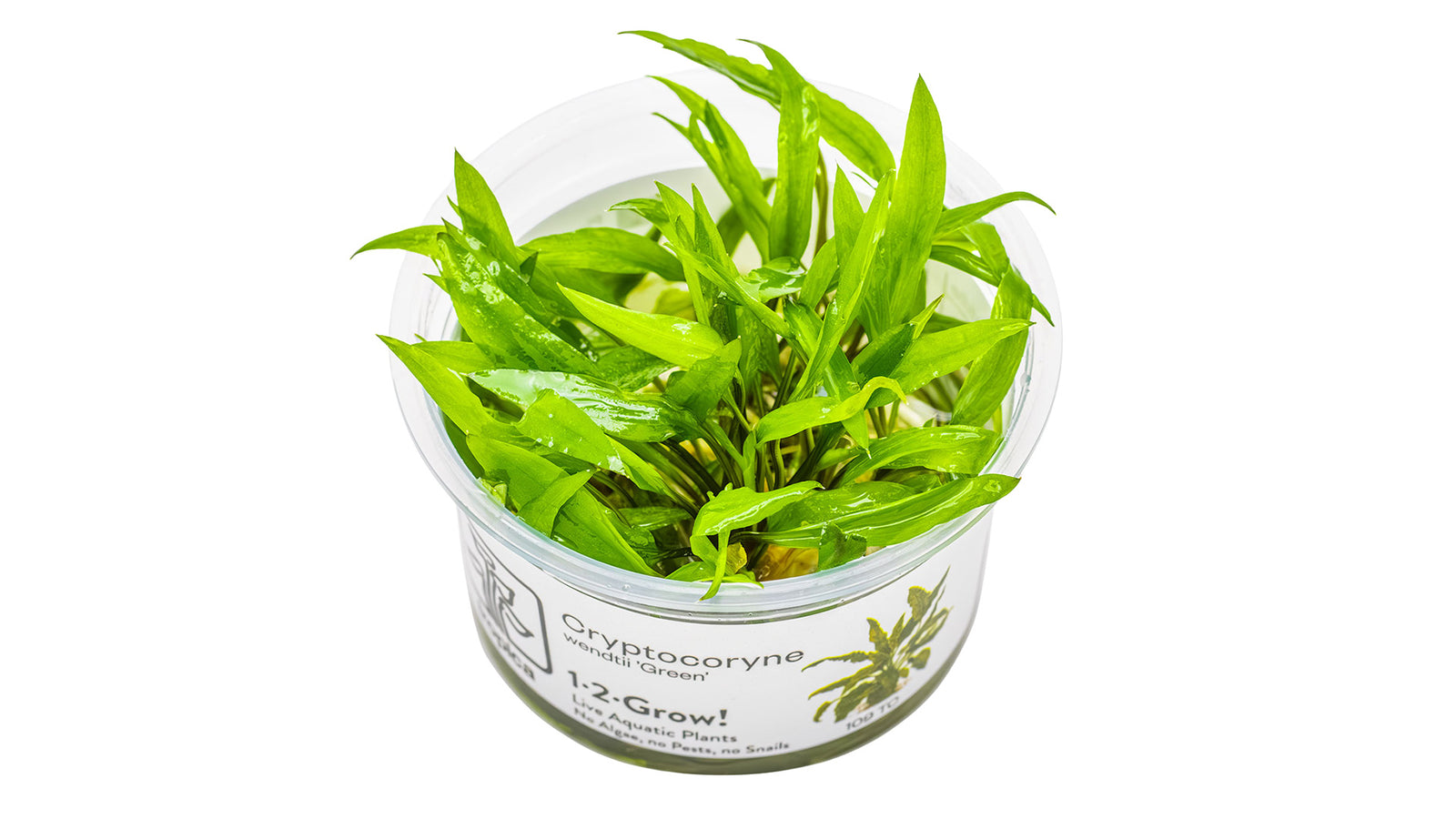 Cryptocoryne wendtii 'Green' InVitro
