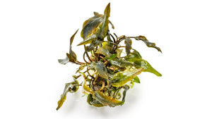 Cryptocoryne wendtii 'Mi Oya'