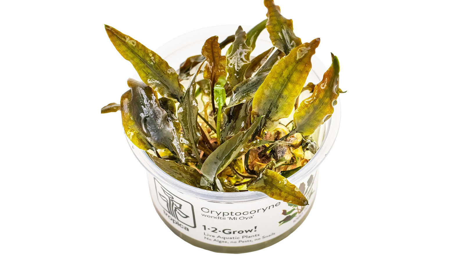 Cryptocoryne wendtii 'Mi Oya' InVitro