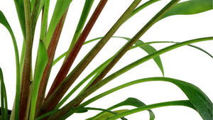 Cryptocoryne x willisii - Tropica